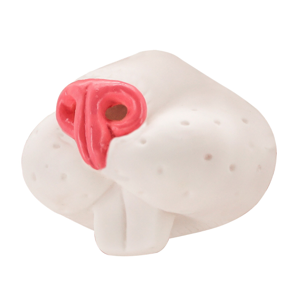 Nez de lapin